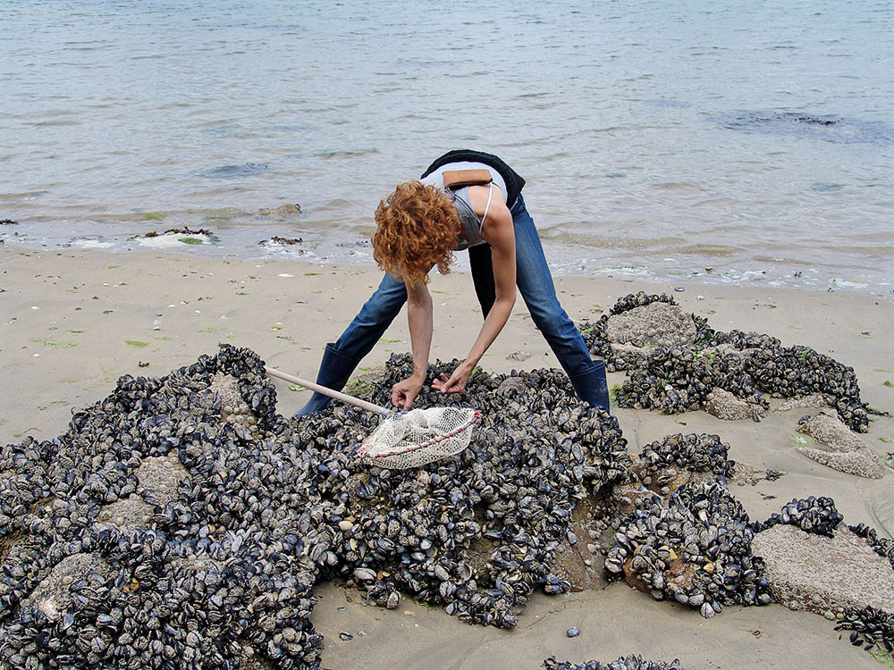 Proposition de sortie – Pêche à pied